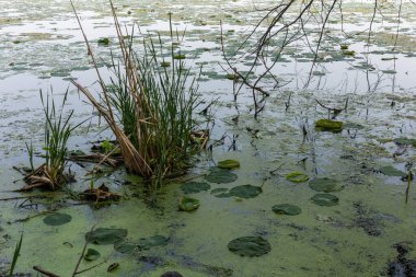 Bataklıkta bataklık.
