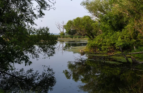 Lac Avec Herbe Verte Dans Forêt — Photo