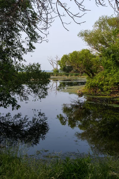 湖の水面に映る木の美しい写真です ストック画像