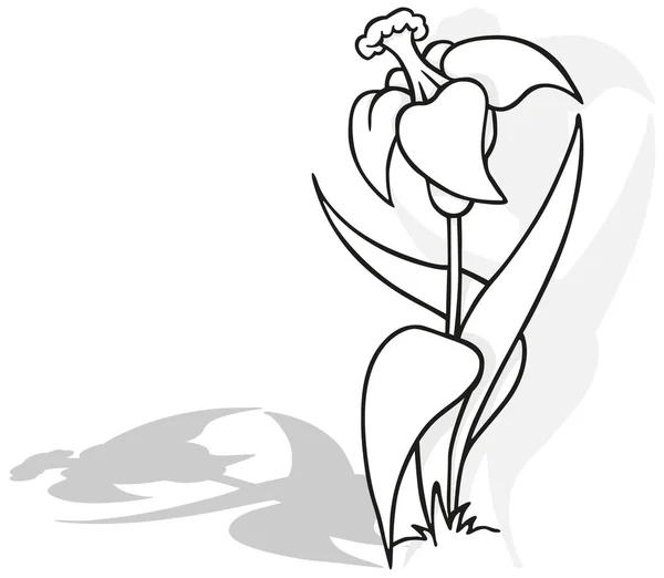 Disegno Narciso Fiore Illustrazione Dei Cartoni Animati Isolato Sfondo Bianco — Vettoriale Stock