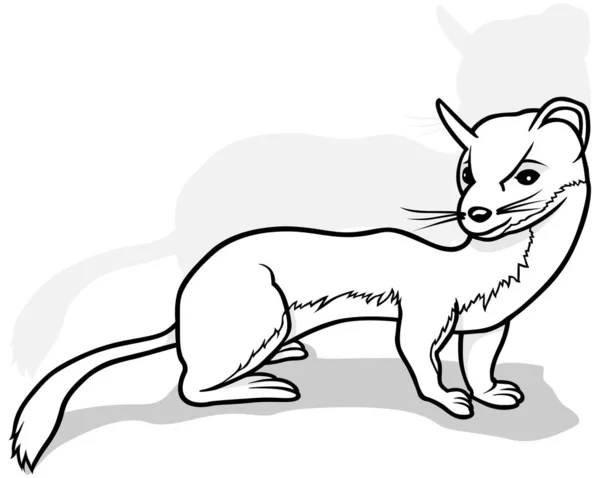 从侧视图绘制瘦小黄鼠狼 基于白色背景的卡通图解 — 图库矢量图片