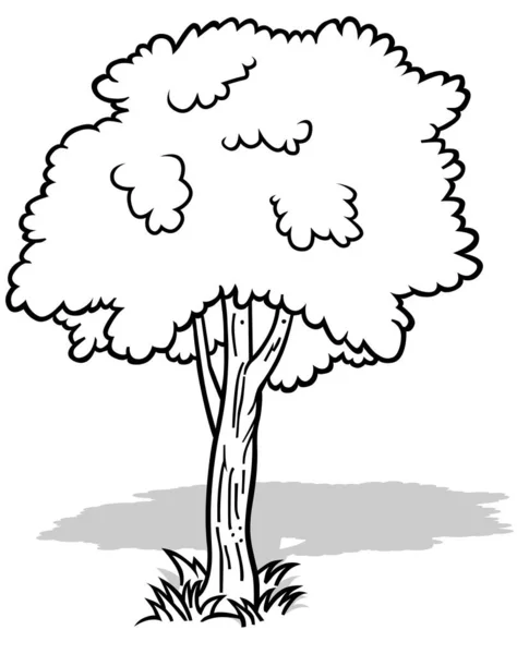 Рисунок Лиственного Молодого Дерева Карикатура Изолированные Белом Фоне Вектор — стоковый вектор