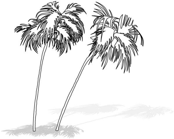 两棵热带椰子树的绘图 以白色背景 矢量为背景的卡通图解 — 图库矢量图片