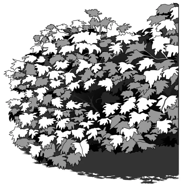 Kresba Hustého Listnatého Keře Kreslená Ilustrace Izolovaná Bílém Pozadí Vektor — Stockový vektor