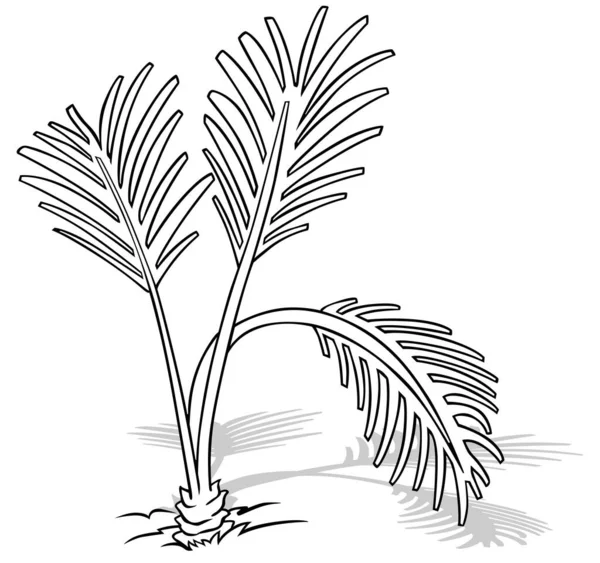 葉を持つ地面のヤシの木の描画 漫画のイラストは 白の背景に隔離され ベクトル — ストックベクタ