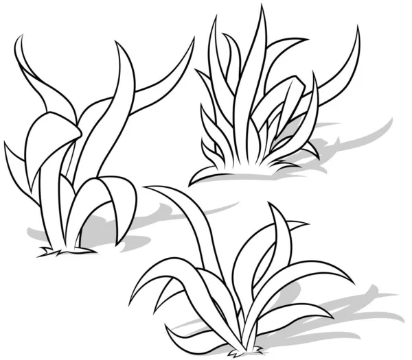 Zeichnung Von Drei Gräsern Mit Langen Und Breiten Blättern Cartoon — Stockvektor
