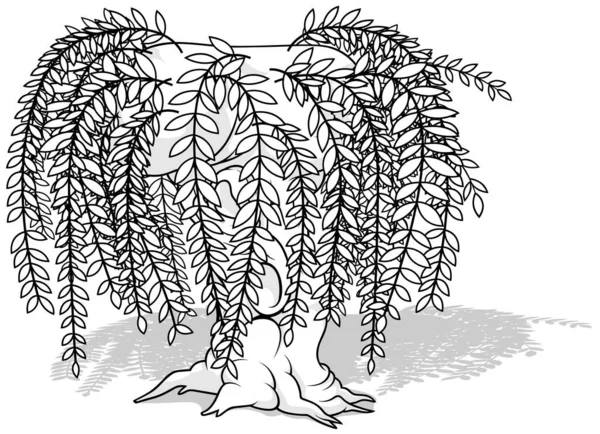 葉を持つ長い小枝を持つ柳の木のドローイング 漫画イラストIsolated White Background Vector — ストックベクタ
