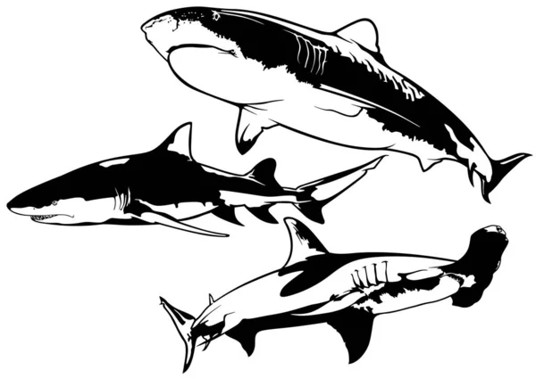 Σύνολο Σχεδίων Καρχαριών Ασπρόμαυρες Εικόνες Απομονωμένες Λευκό Φόντο Διάνυσμα — Διανυσματικό Αρχείο