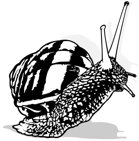 Tekening Van Een Slak Met Een Slak Shell Zwart Wit — Stockvector
