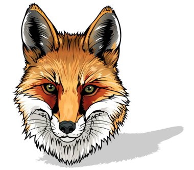 Fox Head: Renkli Resim Beyaz Arkaplanda İzole Edildi, Vektör
