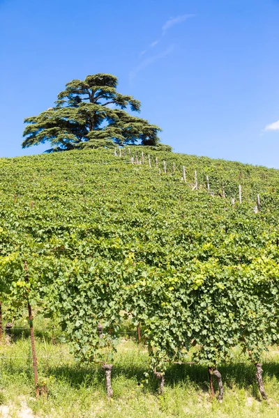 Panoramatická Krajina Regionu Piemont Itálie Scénický Vrch Vinice Blízko Barola — Stock fotografie