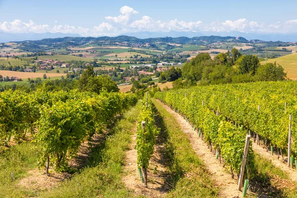 Vinha Barbera Piemonte Piemonte Região Itália Paisagem Rural Área Langhe — Fotografia de Stock