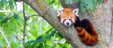 Red panda - Ailurus Fulgens - portresi. Ağaçta dinlenen sevimli hayvan tembelliği, çevre kavramları için yararlı..