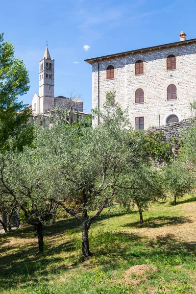 Talya Nın Umbria Bölgesindeki Assisi Köyünde Zeytin Ağaçları Kasaba Önemli — Stok fotoğraf