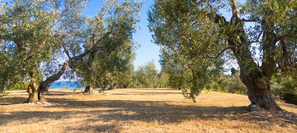 Olive tree cultivation in Italy. Organic outdoor plantation in rural scenery location