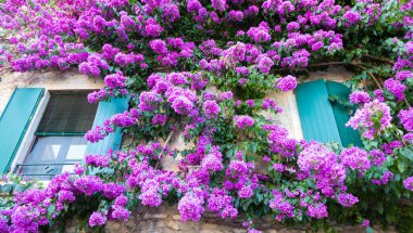 Yaz mevsiminde çiçek açan buganville çiçekleri geleneksel pencereli İtalyan evinin dış dekorasyonu.