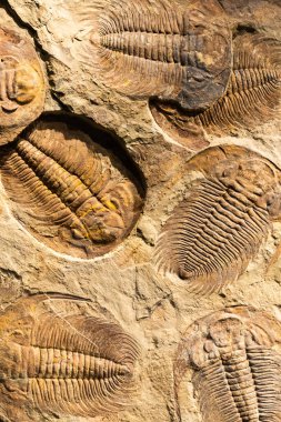 Fossil of Trilobite - Acadoparadoxides briareus - ancient fossilized arthropod on rock - paleontology background