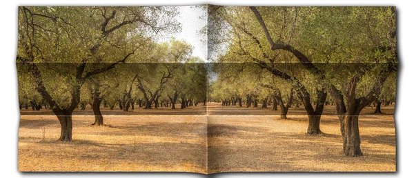 Creative Picture Olive Tree Vintage Design Natural Background Nobody — ストック写真