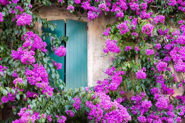 夏に咲くブーガンビルの花 伝統的な窓のあるイタリアの家の外装装飾 — ストック写真