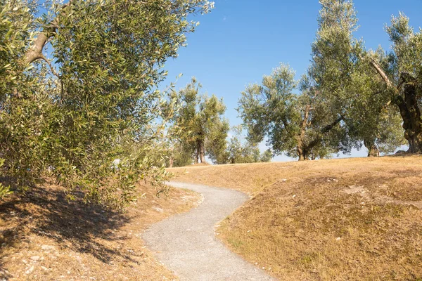 Olive Tree Cultivation Italy Organic Outdoor Plantation Rural Scenery Location — Fotografia de Stock