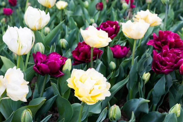 Champ Tulipes Fleurs Hollande Printemps Beau Fond Multicolore Lumière Soleil — Photo