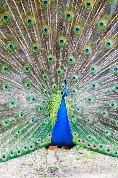 Peacock Portrait Beautiful Colourful Peackock Feather Nobody Isolated — Stock Photo, Image