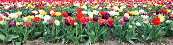 Blommande Tulpaner Fält Holland Vår Vacker Flerfärgad Bakgrund Solljus — Stockfoto