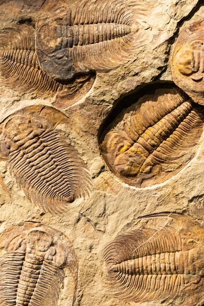 Fósil Trilobite Acadoparadoxides Briareus Antiguo Artrópodo Fosilizado Sobre Roca Paleontología —  Fotos de Stock
