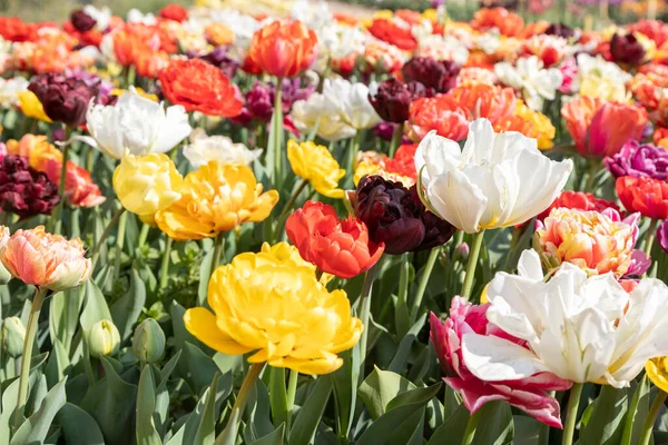 Blühendes Tulpenfeld Holland Frühling Schöner Bunter Hintergrund Sonnenlicht — Stockfoto