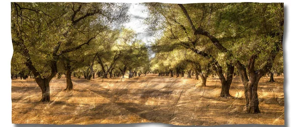 Creative Picture Olive Tree Vintage Design Natural Background Nobody — Fotografia de Stock