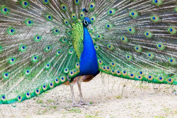 Peacock Portrait Beautiful Colourful Peackock Feather Nobody Isolated — Stock Photo, Image