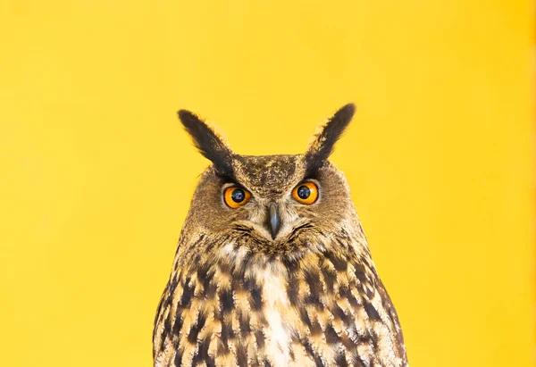 猫头鹰的特写看着摄像机 一个动物 没有人 野生动物的概念 — 图库照片