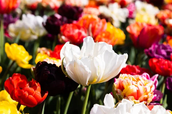 Fioritura Campo Tulipani Olanda Primavera Bellissimo Sfondo Multicolore Luce Del — Foto Stock