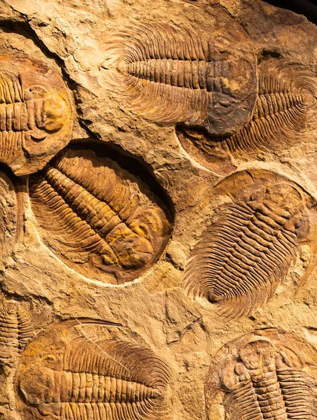 Fossil Trilobite Acadoparadoxides Briareus Ancient Fossilized Arthropod Rock Paleontology Background — 图库照片