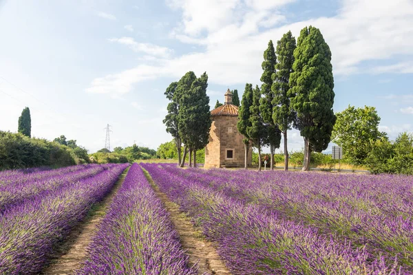 Lavendellinjer Italien Toscana Landsbygdslandskap Vid Solnedgången Med Himmel Och Moln — Stockfoto