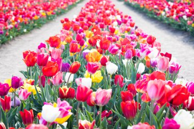 Hollanda 'da çiçek açan lale tarlaları, bahar zamanı - güzel renkli arka plan, güneş ışığı