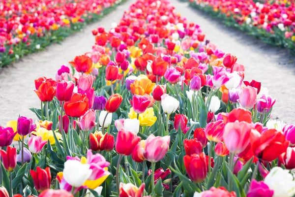 Fioritura Campo Tulipani Olanda Primavera Bellissimo Sfondo Multicolore Luce Del — Foto Stock