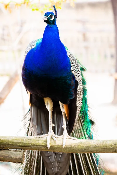 stock image Peacock portrait - Beautiful colourful peackock feather, nobody, isolated.