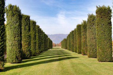 Ağaçların perspektifi, yeşil çimenler ve mavi gökyüzü. Güneş ışığı, hiç kimse, doğal çevre.