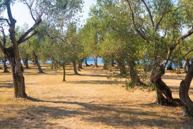 İtalya 'da zeytin ağacı yetiştiriciliği. Kırsal bölgede organik açık hava çiftliği