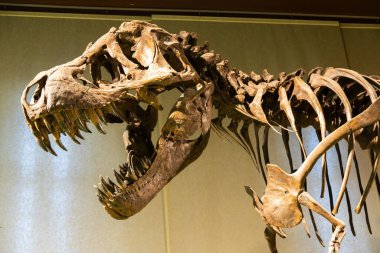 Milan, Italy- January 2023: Tyrannosaurus Rex fossil. Old t-rex skeleton in museum