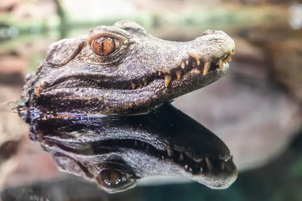 Cuvier Caiman - Paleosuchus palpebrosus. Sürüngen yırtıcı, tropikal vahşi yaşam