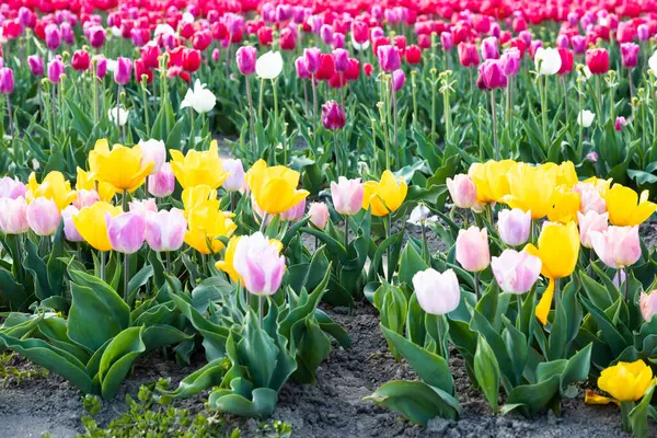 Blühendes Tulpenfeld Holland Frühling Schöner Bunter Hintergrund Sonnenlicht — Stockfoto