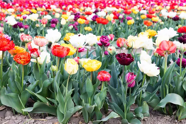 Цветущие Тюльпаны Поле Голландии Весна Красивый Разноцветный Фон Солнечный Свет Стоковое Фото