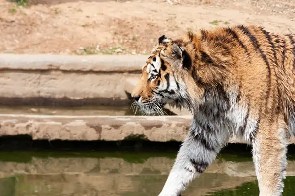 Tigre Qui Marche Dehors Portrait Animalier Personne Images De Stock Libres De Droits