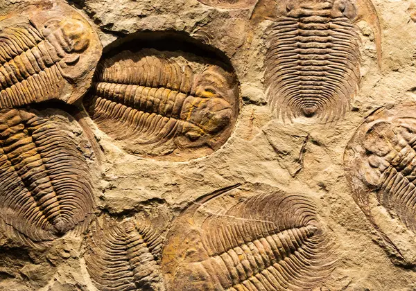 Fossil Trilobite Acadoparadoxides Briareus Ancient Fossilized Arthropod Rock Paleontology Background Stockbild