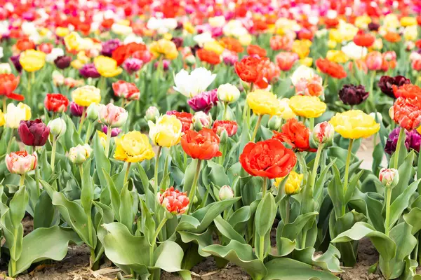 Цветущие Тюльпаны Поле Голландии Весна Красивый Разноцветный Фон Солнечный Свет Лицензионные Стоковые Изображения