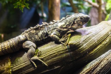 Yeşil İguana: İguana cinsinin büyük, ağaçsı, çoğunlukla otçul türleri.