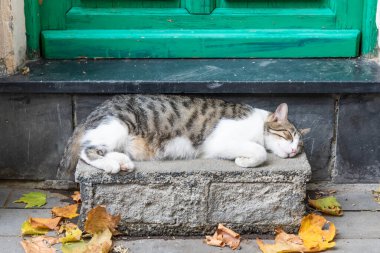 İtalya 'da ev kapısının önünde uyuyan yorgun kedi.