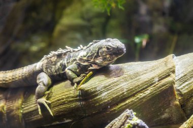 Yeşil İguana: İguana cinsinin büyük, ağaçsı, çoğunlukla otçul türleri.